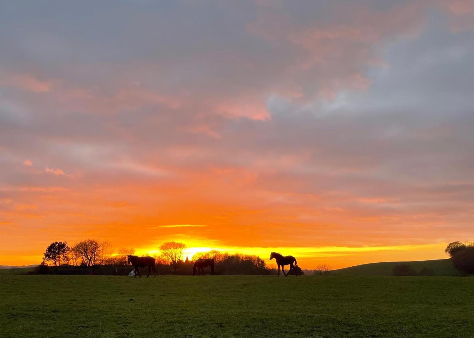 Glamping Mi Casa Tu Casadk Hotel Vissenbjerg Bagian luar foto